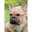 Statue de bouledogue français accroupi