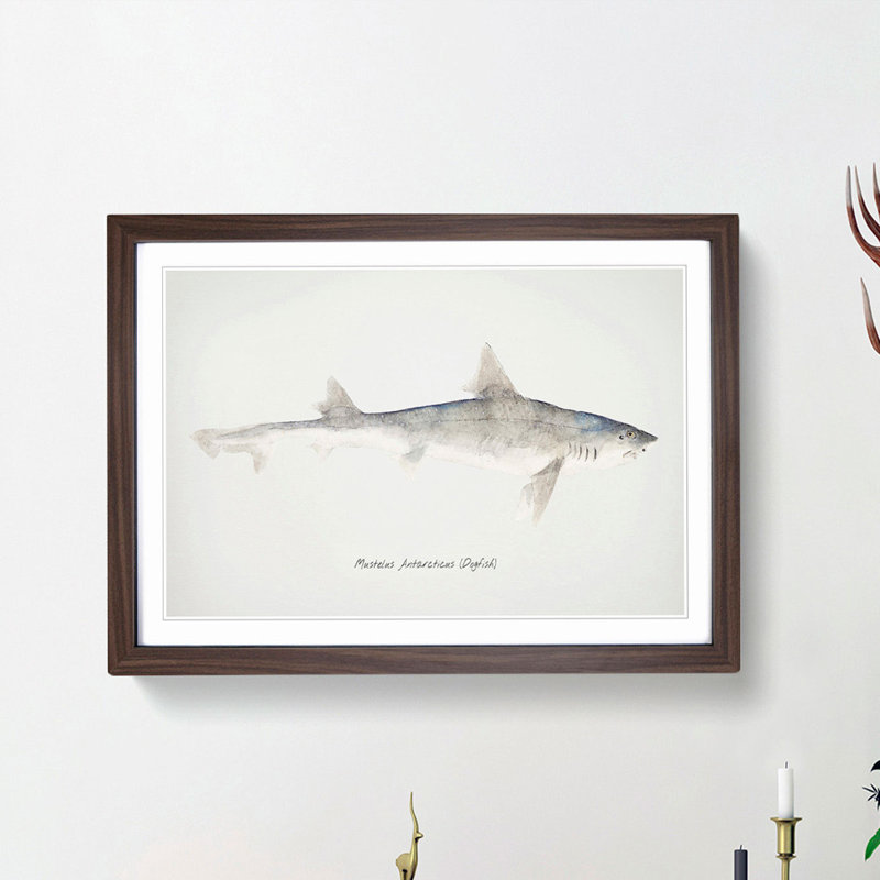 Illustration of a Dogfish by F.E. Clarke - Picture Frame Painting Print, 36cm H x 48cm W x 2cm D, Walnut Framed