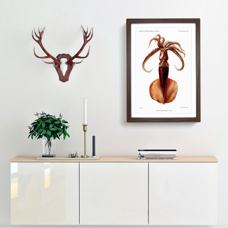 Squid Illustration by Albert I - Picture Frame Painting Print, 36cm H x 27cm W x 2cm D, Walnut Framed
