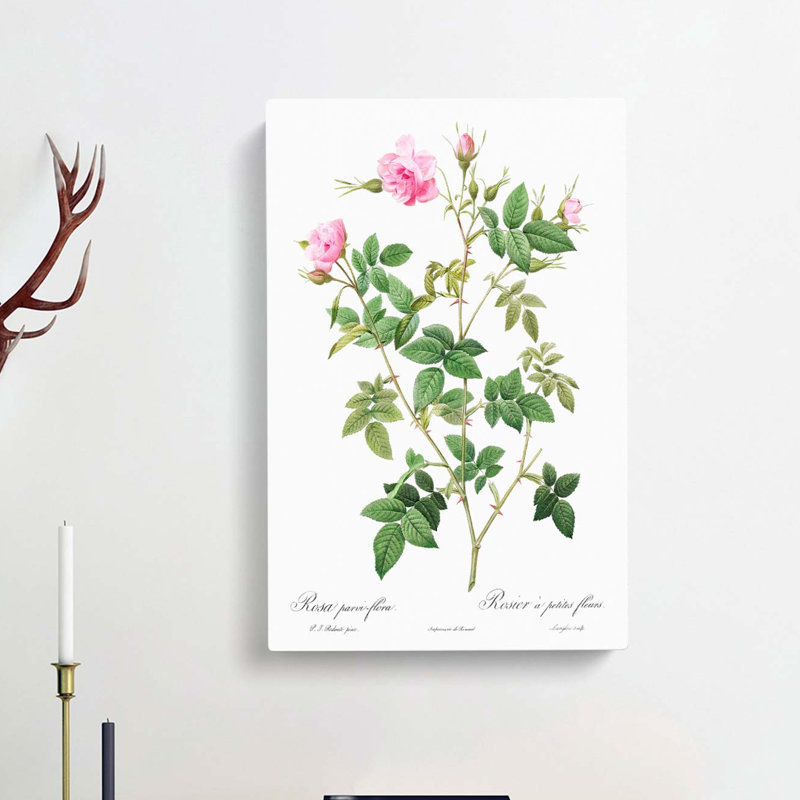 Wild Rose in Pink by Pierre-Joseph Redoute - Wrapped Canvas, 50cm H x 35cm W x 3cm D