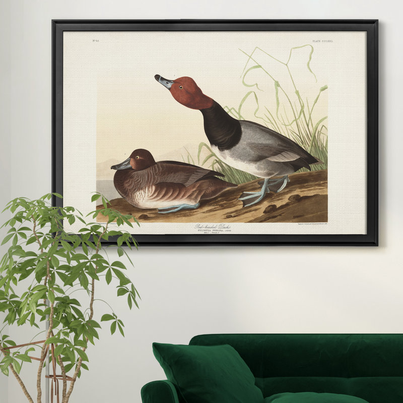 Red Headed Duck - reproduction d'art sur toile encadrée, H 30,5 po x l 42,5 po x P 1,5 po, Noir