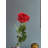 Rose Arrangement