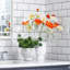 Arrangement floral coquelicot en pot