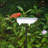 Brander Metal Single Tier Birdbath-512611702