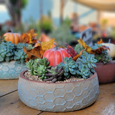 Pots de fleurs hexagonaux moyens en terre cuite, façonnés à la main, lot de 4 - Intérieur/Extérieur