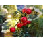 274cm Lighted Garland with Lights
