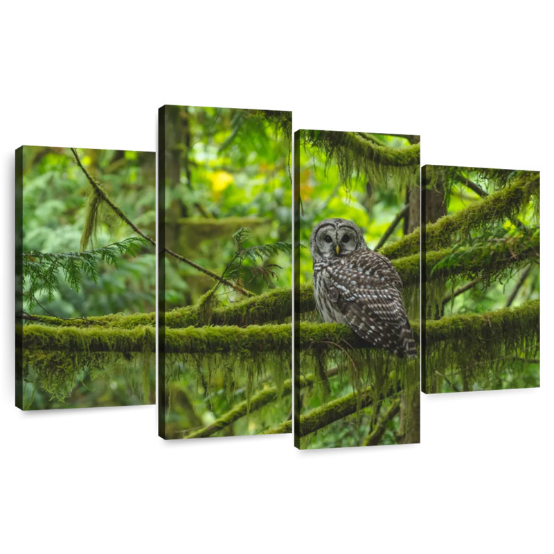 Mossy Tree Owl, H 42 po x l 68 po