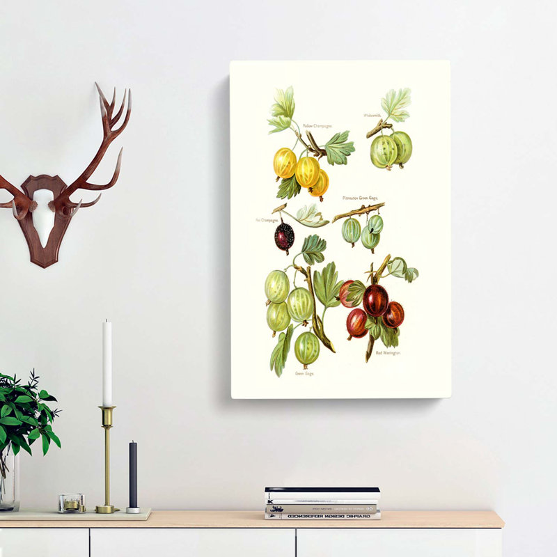 Vintage Illustration Of Gooseberries - Wrapped Canvas Painting, 76cm H x 50cm W x 3cm D