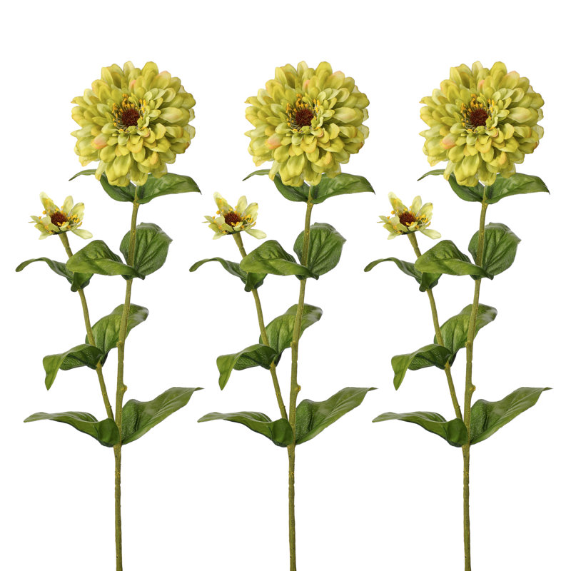Zinnia 30 po, Vert