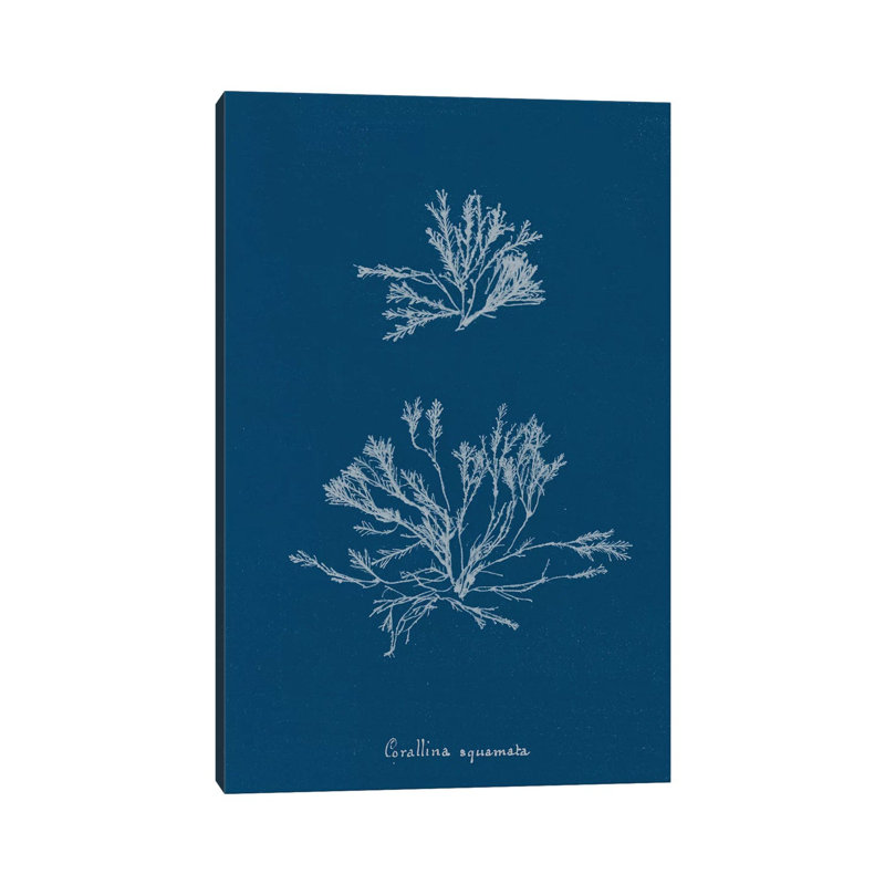 Delicate Coral IV by Wild Apple Portfolio - Wrapped Canvas Gallery-Wrapped Canvas Giclée, 66.04 cm H x 45.72 cm W x 1.91 cm D