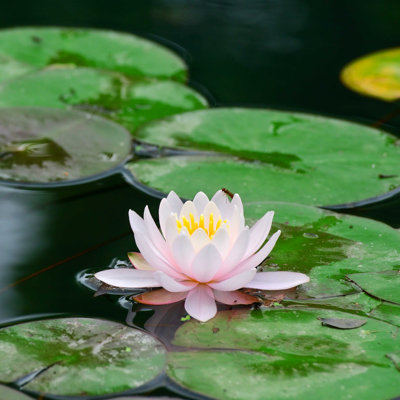 «Lily in Lake» par Serg Velusceac - Photographie sur toile tendue