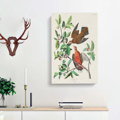 Lenaida Doves by John James Audubon - Wrapped Canvas