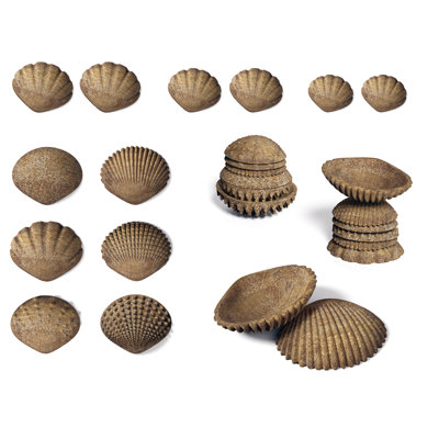 Tactile Shells Eco-friendly