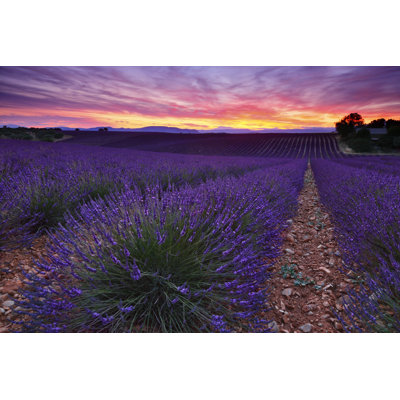 Lavande - photographie sur toile tendue