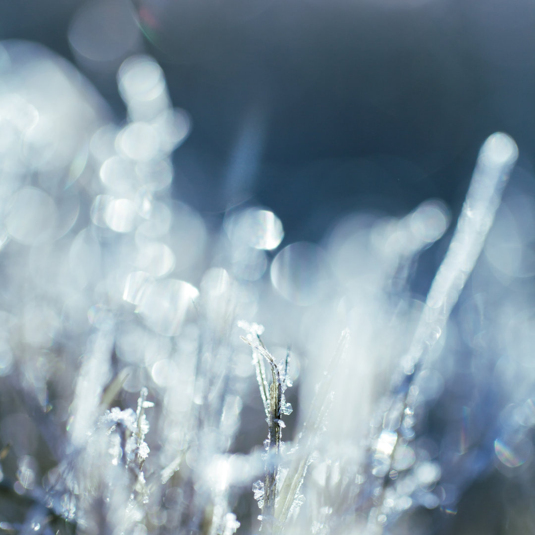 Gras und Frost - Kunstdrucke auf Leinwand