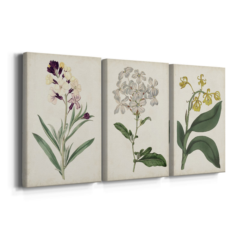 Collection Antique Botanical Collection VII - Toile tendue sur mesure - 3 pièces, H 27 po x l 54 po