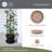  Classic 17.5 Inch Round Plant Pot Saucer Drip Tray, Sandstone-540750744-540750746