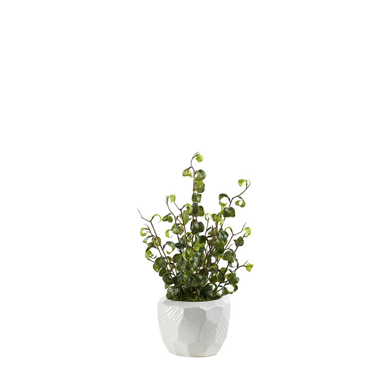Ficus benjamina en pot de silex, 9" W x 14" H