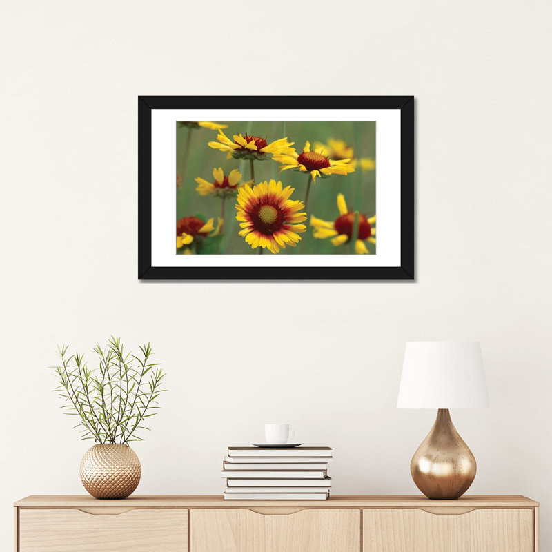 «Indian Blanket Flowers, North America», reproduction de photo sur toile, Papier d'art encadré noir, Blanc