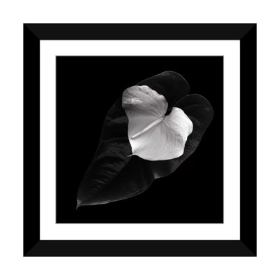 " Anthurium, B&W " by Magda Indigo