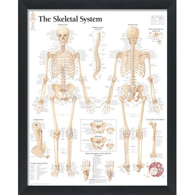 Trinx Jaryiah Set Of 3 Framed Medical Posters: The Female Muscular ...