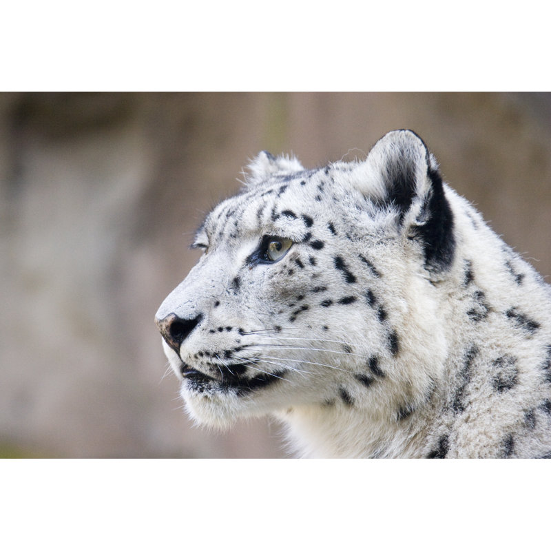 Snow Leopard par Augenblickfang - Photographie sur toile tendue, L 12 po x H 8 po