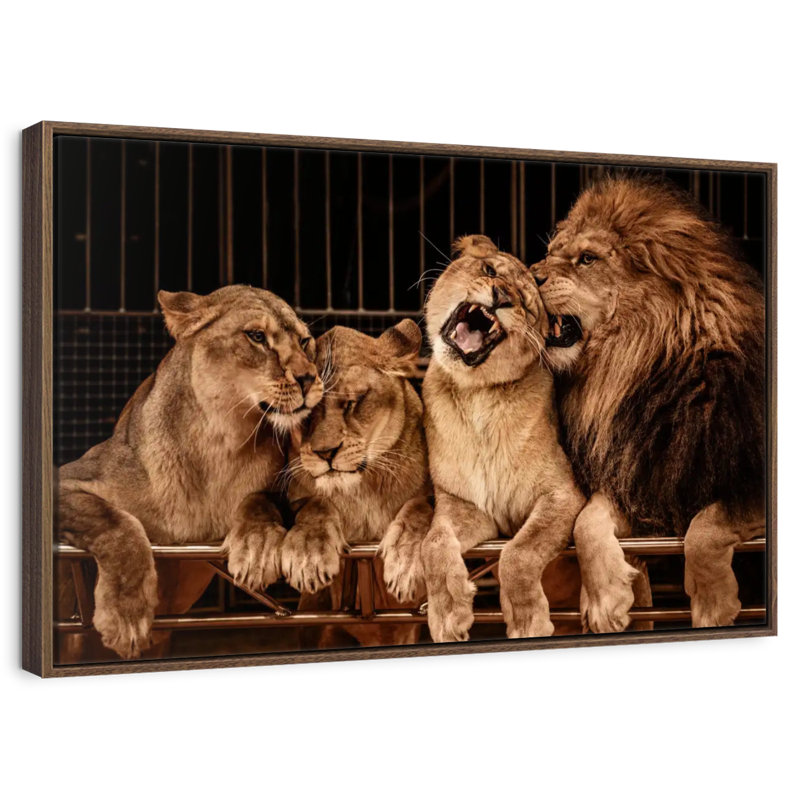 Fierté des lions, Cadre flottant noyer, 40 po x 27 po