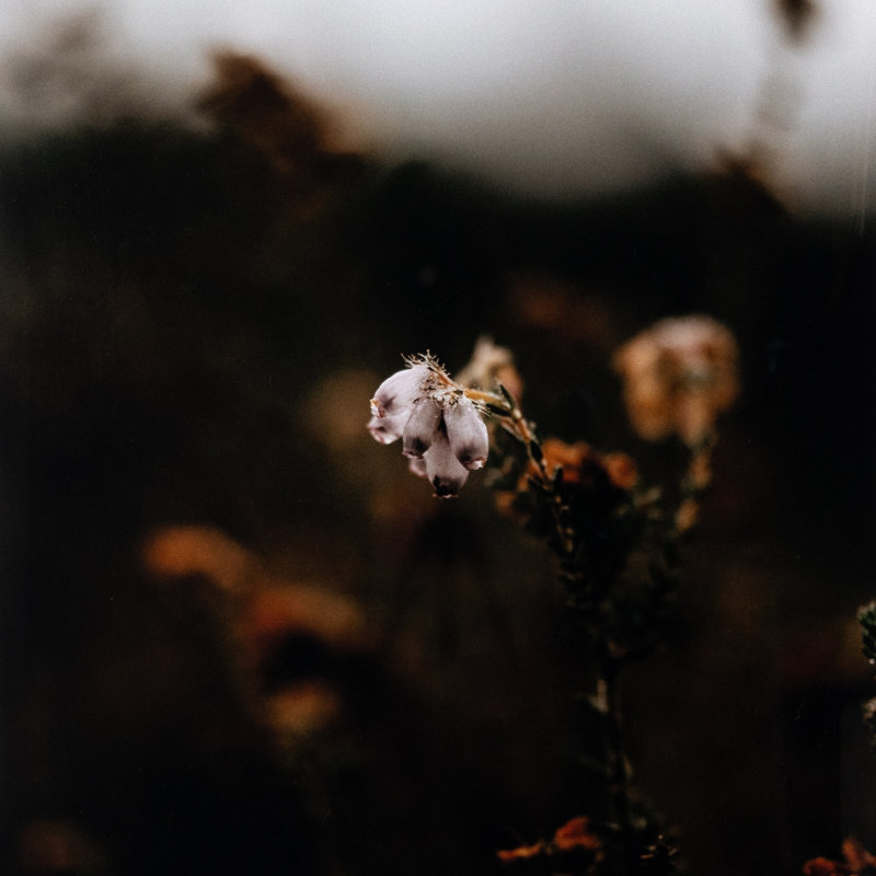 Escape II Print by Annie Spratt