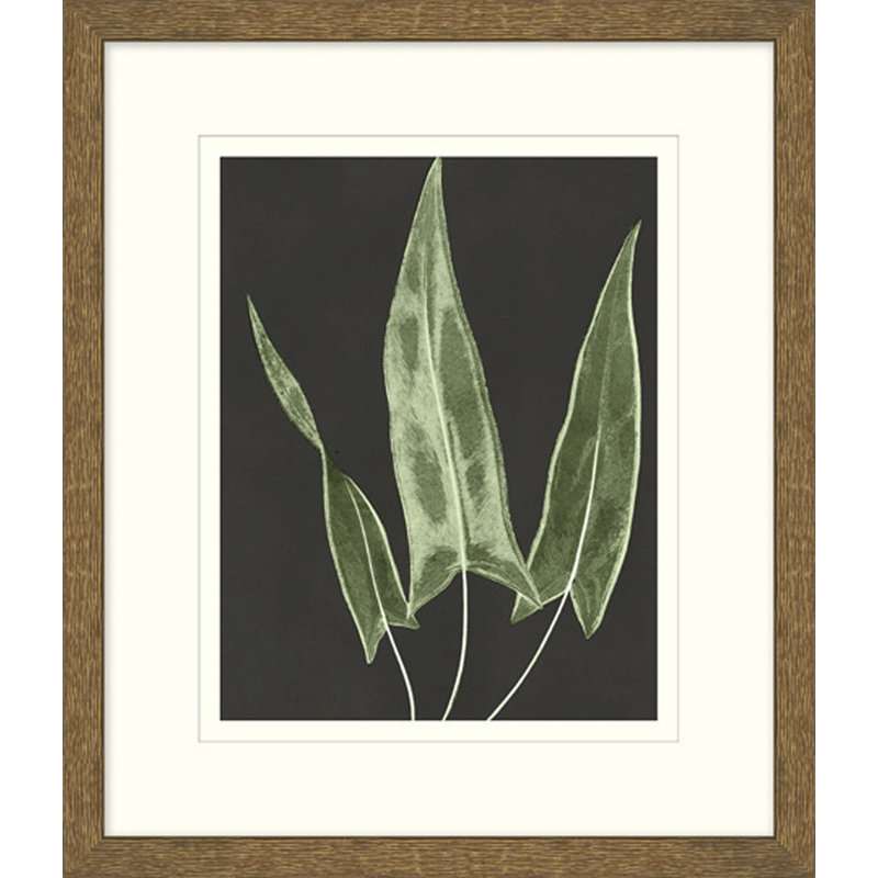 Graphic Lewis Ferns 1 Print