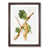 Walnut Framed