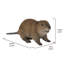 STATUE DE CUB AMERICAN BEAVER