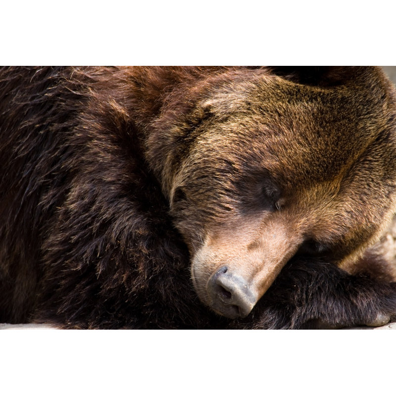 Ours brun - photographie sur toile tendue, H 8 po x l 12 po x P 1,25 po