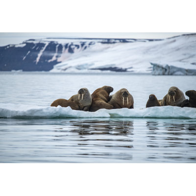 " Group Of Walrus "
