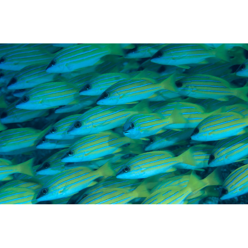 Atheer Blue Stripped Snappers - Wrapped Canvas Print, 30cm H x 46cm W x 3.8cm D