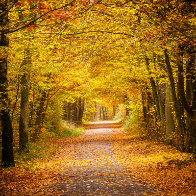 " Autumn Forest "