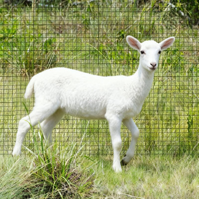 Le filet de protection en plastique pour cerfs peut être coupé au hasard et adapté aux jardins, aux cours et aux fermes