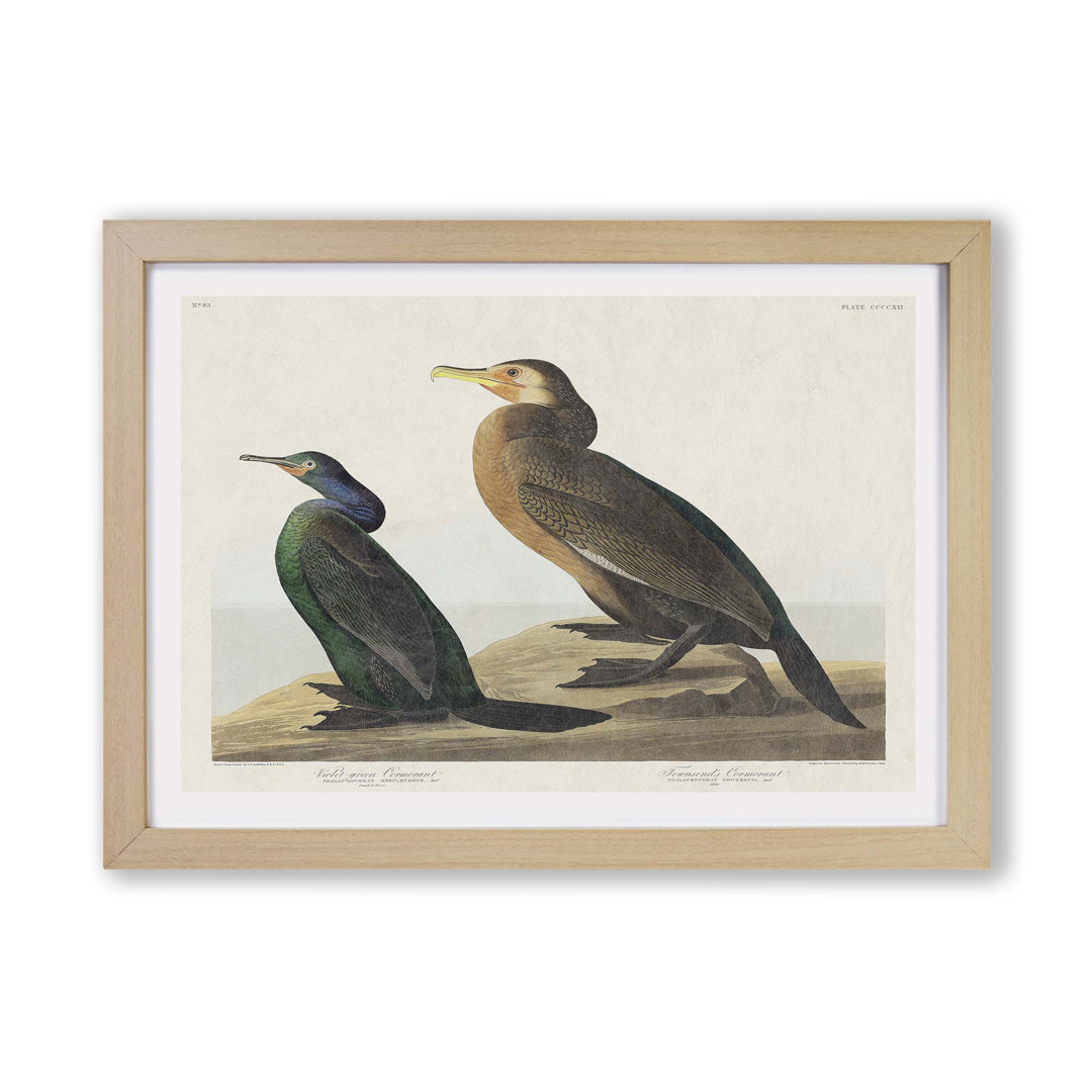 Cormorant Birds by John James Audubon - Framed Print