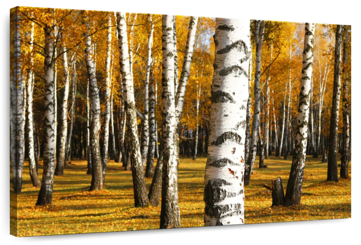 Millwood Pines Alvord Golden Birch Grove | Wayfair