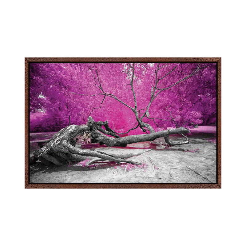 Dry Oak - Bahia, Brazil by Glauco Meneghelli - Print on Canvas, Classic Brown Wood Framed, 101.6 cm H x 66.04 cm W