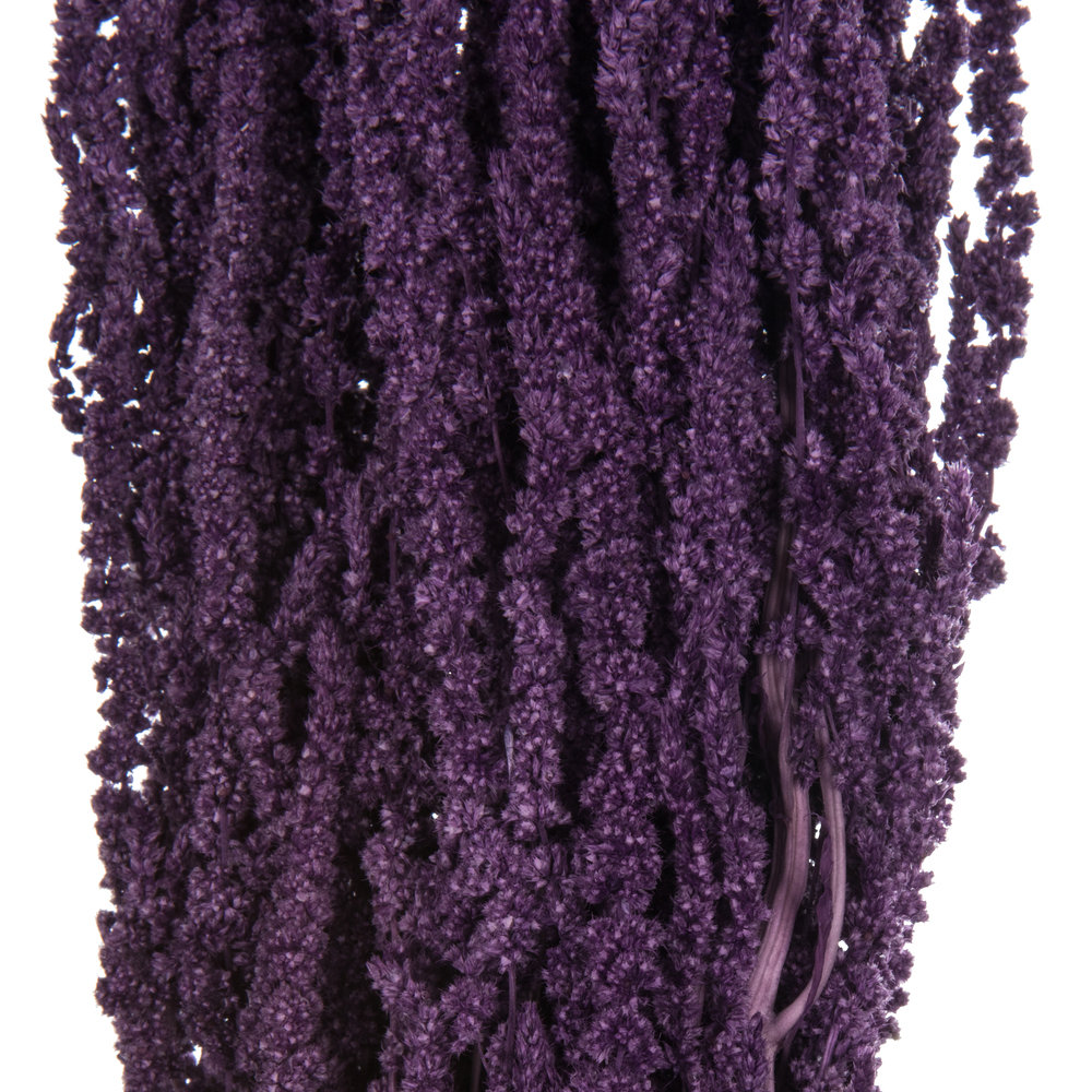 Preserved Amaranthus Stems, Violet