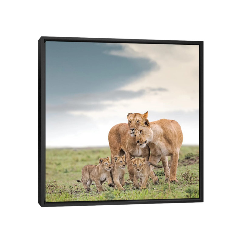 Colour Lioness & Cubs by Klaus Tiedge - Print on Canvas, Black Framed Canvas, 66.04 cm H x 66.04 cm W