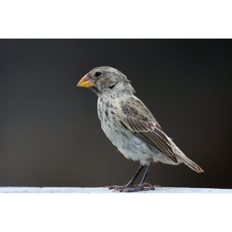 Medium Ground Finch by Patrick_Gijsbers, 12" H x 18" W