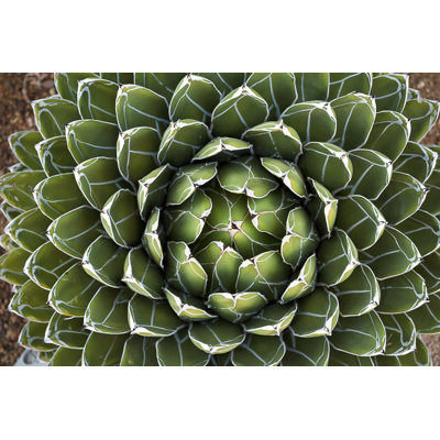 Queen Victoria Agave by Gh01 - Wrapped Canvas Print