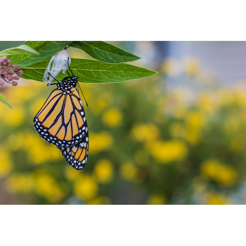 Monarch Butterfly by Rabbitti - Wrapped Canvas Print, 20cm H x 30cm W