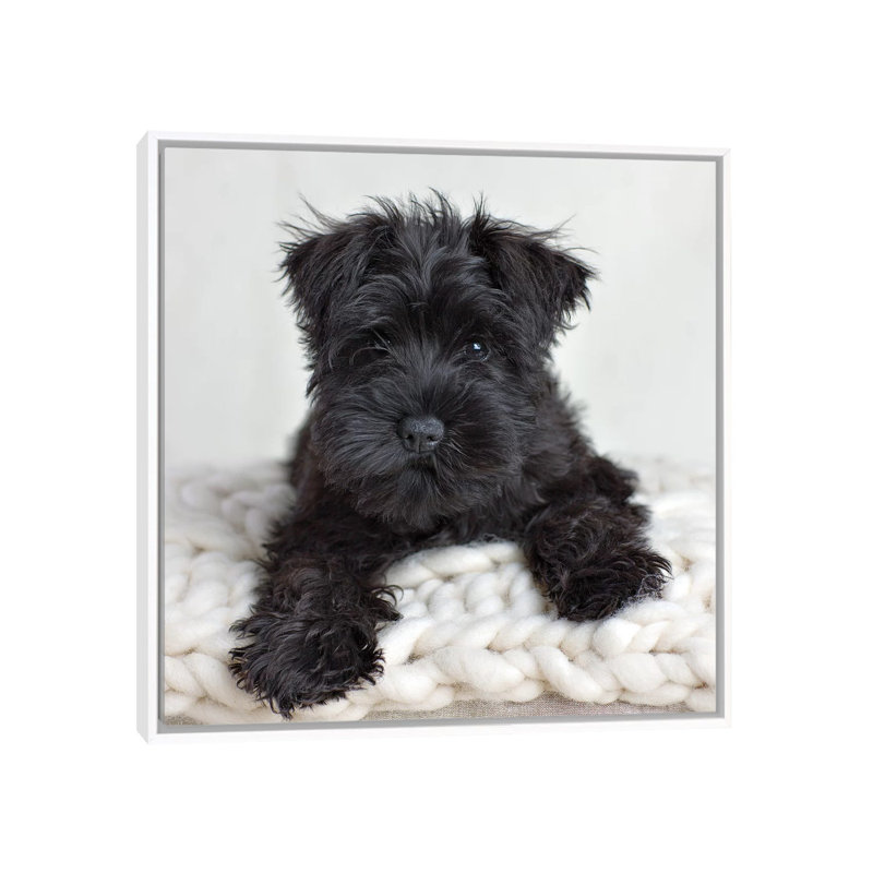 Neddy by Rachael Hale - Print on Canvas, White Framed, 93.98 cm H x 93.98 cm W