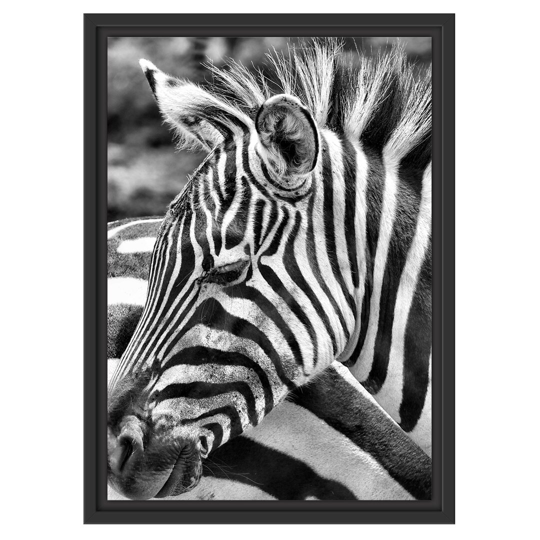 Gerahmtes Wandbild prächtiges Zebra