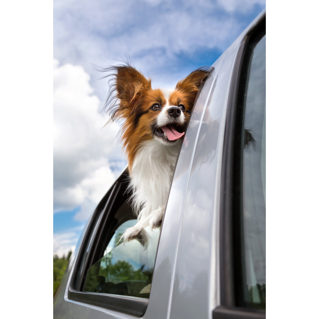 Leinwandbild Papillon Dog in Car von Laures