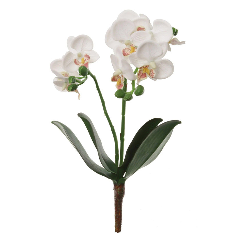 Phalaenopsis Spray 16" - 3 Pack