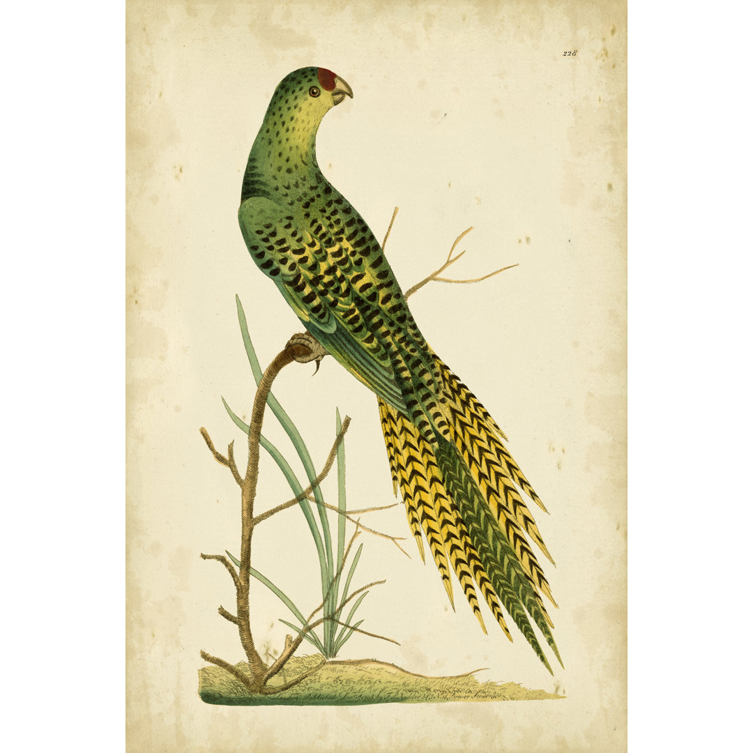 Leinwandbild Nodder Tropical Bird Pl. 228 (A)