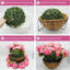 13.5cm Plant-1110944774